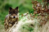 O Plan de Xesti&oacute;n do Lobo nace 'coxo'