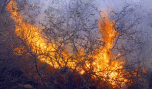 O Director Xeral de Montes subli&ntilde;ou que o operativo responde, nun 95% ao que deixara feito o anterior goberno