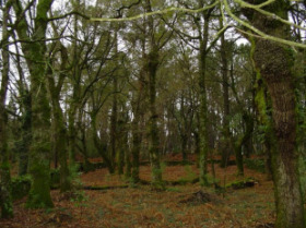 Verdegaia denuncia a desaparici&oacute;n do 90% das carballeiras galegas