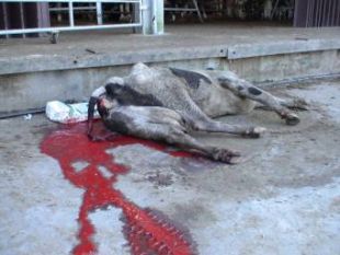 O gando no mercado de Rates en 2005 (nas seguintes visitas, non foi permitido tirar fotograf&iacute;as)