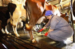 Os gandeiros din estar tan fartos que se agarrar&aacute;n a calquera proxecto que garanta o seu futuro