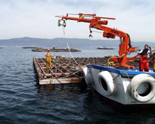 O BNG acusa ao Goberno de reducir as axudas ao sector mexilloeiro mentres Quintana asegura que se potenciar&aacute; o mexill&oacute;n galego