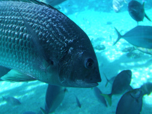 O 75% das especies mari&ntilde;as est&aacute;n sobreexplotadas ou no l&iacute;mite da s&uacute;a capacidade