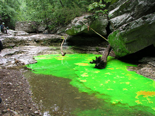 As tintas verdes son perigosas para a sa&uacute;de e para o ambiente