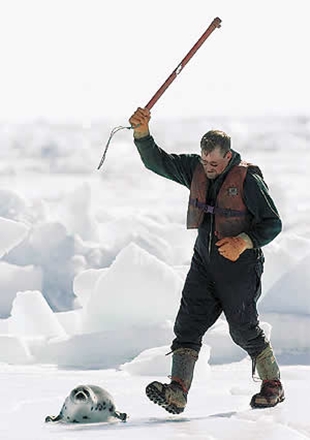 Anualmente no mundo m&aacute;tanse 900 mil focas, un terzo destas en Canad&aacute;