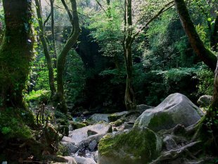 As Fragas do Eume, un dos &uacute;ltimos roteiros. Flickr: santinet