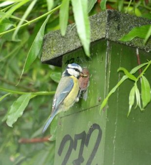 Un dos paxaros do experimento / Gustavo Tom&aacute;s