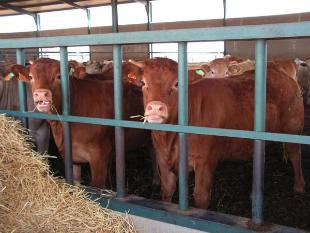 O gando bovino tam&eacute;n se ve afectado pola lingua azul