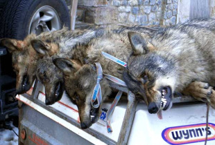 As batidas non atenden a ning&uacute;n criterio cient&iacute;fico, polo que nin sequera hai datos sobre cantos animais poden ser asasinados