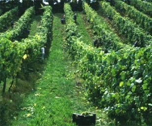 Unha das plantaci&oacute;ns da empresa