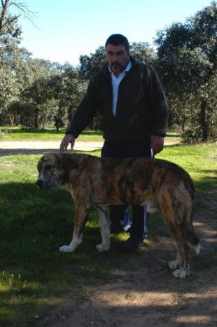 Paco Valeiras, presidente de Outeiro, cun mast&iacute;n leon&eacute;s
