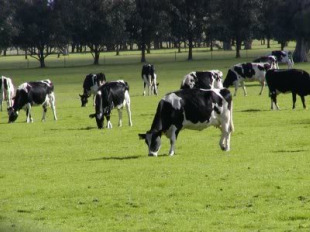 Os sindicatos recordan que noutras comunidades as axudas chegan at&eacute; tres c&eacute;ntimos por quilo de cota