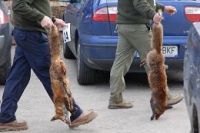 Campionato de 2009, en Portomar&iacute;n