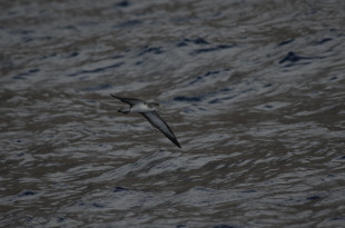 Dende a FEG xa demandaron que se po&ntilde;a en marcha un dispositivo de localizaci&oacute;n, seguimento e contenci&oacute;n da pos&iacute;bel contaminaci&oacute;n