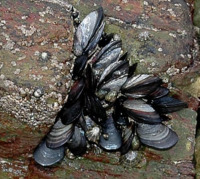 Malia que non representan un risco para a sa&uacute;de, os mexill&oacute;ns viron afectada a s&uacute;a estrutura celular