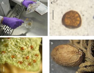 Imaxes do cannabis atopado na China, inclu&iacute;das no documento