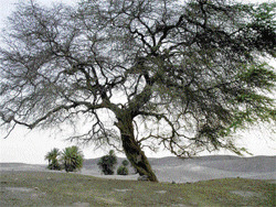 Os Nazca ter&iacute;an sobrevivido &aacute; cat&aacute;strofe natural de non ser pola tala progresiva dos huarangos