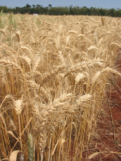 Unha nova crise nos prezos dos alimentos &eacute; cuesti&oacute;n de tempo, segundo a ONU