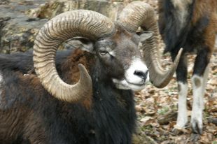 Tam&eacute;n foi atopado outro de carneiro bravo