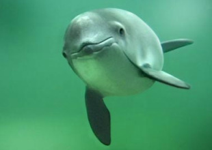 Entre Fisterra e Mi&ntilde;o, est&iacute;mase que hai entre 300 e 500 exemplares de toni&ntilde;as