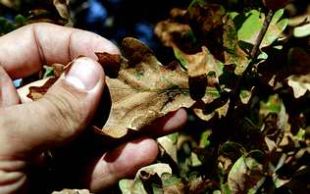 A praga &eacute; especialmente vis&iacute;bel na folla dos carballos