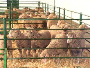 Seis das explotaci&oacute;ns nas que se detectou a lingua azul son de gando ovino