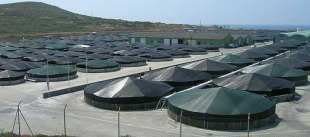 O presidente de Pescanova deixou a porta aberta &aacute; explotaci&oacute;n dunha planta de rodaballo en Touri&ntilde;&aacute;n no futuro