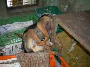 Unha das cadelas asasinadas, que foi morrer &aacute; s&uacute;a cama