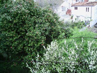 Horta interior da vivenda compostel&aacute;, da que non hai imaxes da fachada / Facil&iacute;simo.com