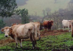 Aranga &eacute; un municipio eminentemente gandeiro