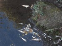 Verquidos no r&iacute;o Sar