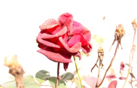 Manu Lago concursa este ano con esta fotograf&iacute;a