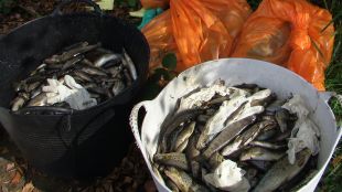 Troitas recollidas no r&iacute;o Leng&uuml;elle