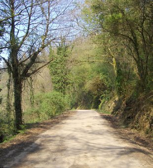 Coa biomasa aprov&eacute;itanse as potencialidades do monte galego. Flickr: vichelocrego