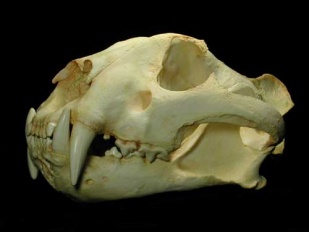 Os &oacute;sos de tigre chegan a alcanzar elevados prezos no mercado negro. O seu uso &eacute; "medicinal"