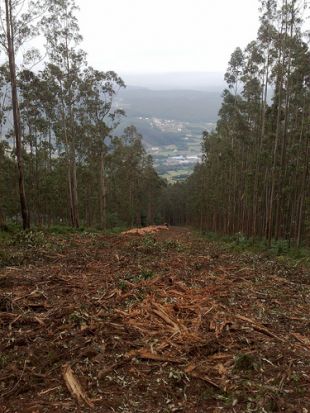 O selo foille retirado &aacute;s filiais de Ence por non especificar ben a diversificaci&oacute;n das s&uacute;as explotaci&oacute;ns forestais / Flickr: