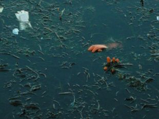 Algunhas imaxes que acompa&ntilde;an a peza que presenta Merc&eacute; de Rande