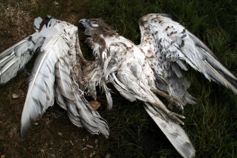 &Aacute;guia albela morta