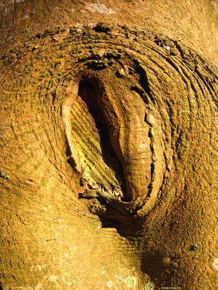 Agochada nesta &aacute;rbore / Flickr: kreestal