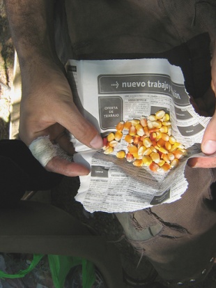 O millo &eacute; a base do etanol / Flickr: orgazmica