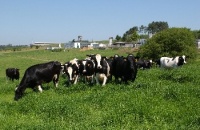 O leite en orixe pode baixar at&eacute; un 4%