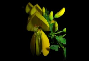 Unha das imaxes recibidas na &uacute;ltima semana