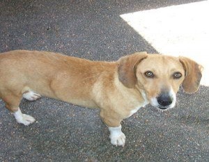 Sancho tam&eacute;n procura un fogar