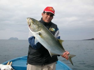 Unha anxova de tama&ntilde;o medio (Foto: www.pescamediterraneo2.com)