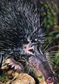 O fuci&ntilde;o do furapresas