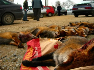 Denuncian o engrosamento dos censos, que &eacute; empregado para xustificar a caza