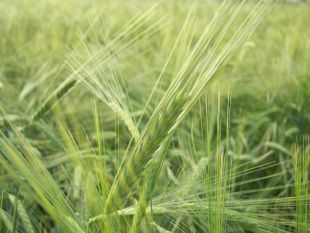 Esta tecnolox&iacute;a aprobeitar&iacute;a os refugallos da cebada (na imaxe do flickr de phranet), o millo ou do centeo, entre outros cereais